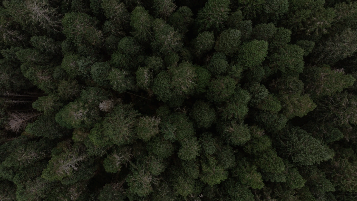 Search